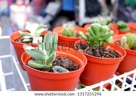 Ornamental Cactus - is a dry plant used for home garden ornamental plants.