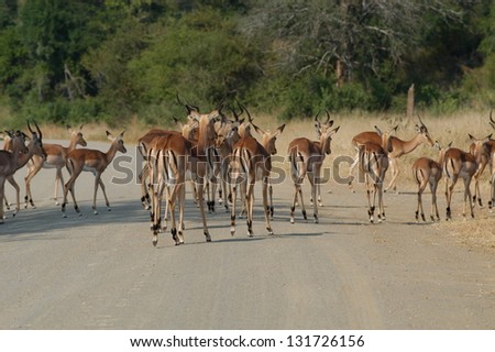 Photos of Africa, Impala