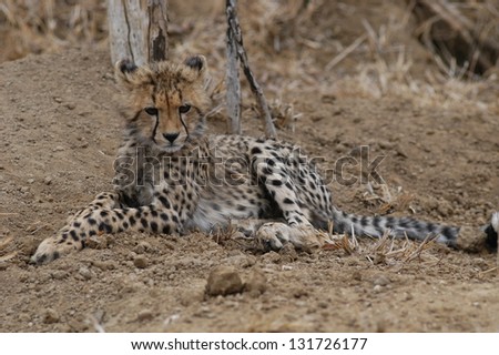 Photos of Africa, Young Cheetah