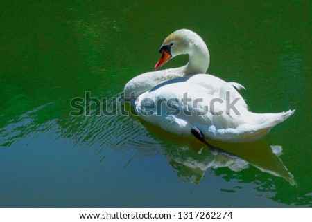 Swan living in the moat of Hikone Castle, Shiga Prefecture, Japan