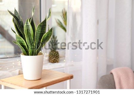 Decorative sansevieria plant on wooden table in room Royalty-Free Stock Photo #1317271901