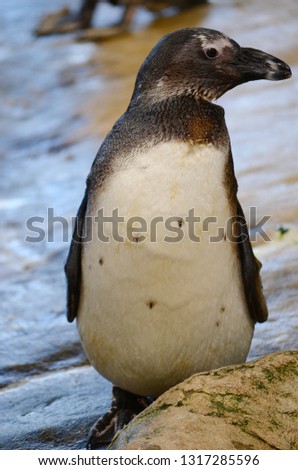 A African penguin (Spheniscus demersus)