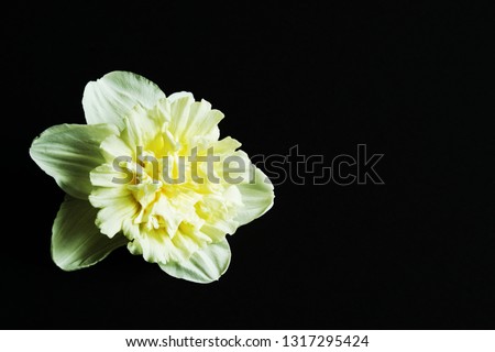 Exquisite elegant terry narcissus on black background. Play of light and shadow. Minimal concept.