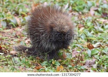 Young porcupine sitting up while feeding on the plants in a meadow on an autumn day in New Hampshire, USA