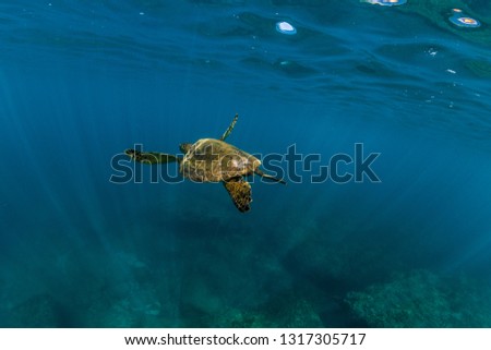 Beautiful Green sea turtle swimming in tropical island reef in hawaii, underwater picture	