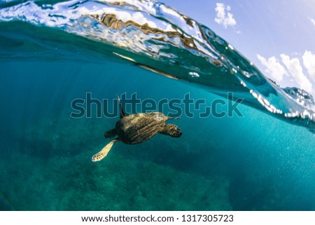 Beautiful Green sea turtle swimming in tropical island reef in hawaii, split over/underwater picture