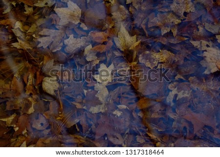 Dead leaves in water on the forest floor with blue sky reflected closeup abstract texture background. 