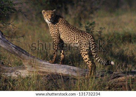 Photos of Africa, Cheetah stand on stump