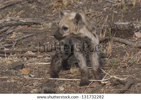 Photos of Africa,Young Hyena sitting