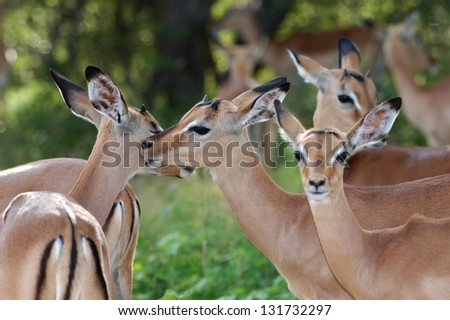 Photos of Africa,Young Impala heads