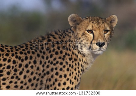 Photos of Africa, Cheetah's facing camera