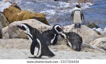 african penguins in bettys bay