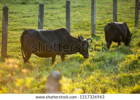 Cow and nature