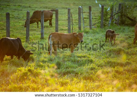 Cow and nature