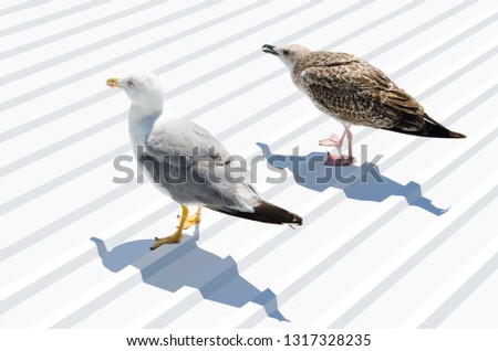 Adult and young mediterranean gull isolated on white background
