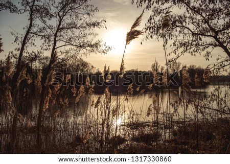 the low winter sun over university of east anglia uea Broad with the silhouette of tree branches and rushes reeds in the foreground and the reflection on the water Royalty-Free Stock Photo #1317330860