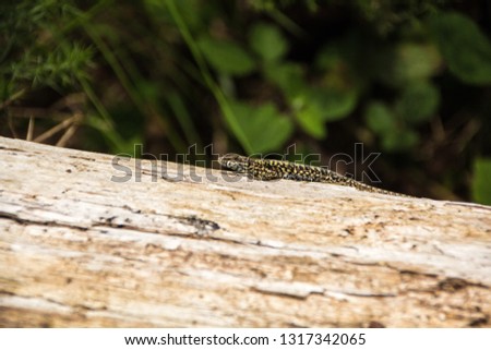 Green spotted forest lizard sitting on a tree and looking at the camera. Common Wall Lizard (Podarcis muralis).