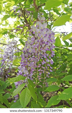 Wisteria bush with delicate purple flowers on the bush with green leaves                              