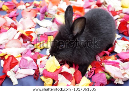 Black baby bunny on a bed of rose petals on a blue surface