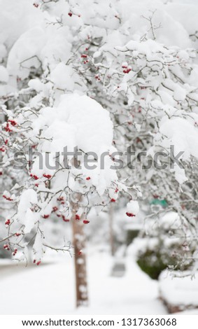 Trees Covered in Snow after Heavy Winter Storm