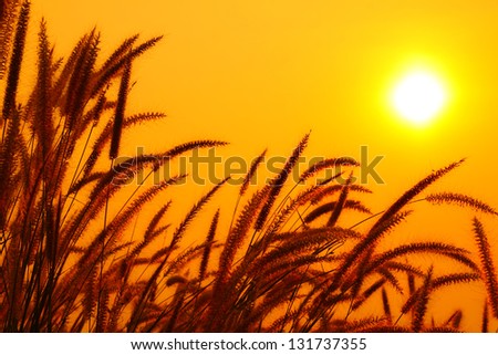 Fountain Grass flower against a sunset