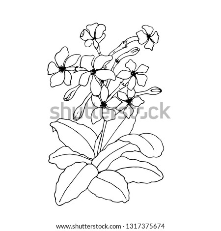 Hand drawn wild flowers. Vintage botanical illustration. Good for cosmetics, medicine, treating, aromatherapy, nursing, package design, field bouquet