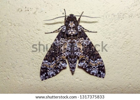 Rustic Sphinx Moth photographed  in Santa Maria de Jetiba, Espirito Santo - Southeast of Brazil. Atlantic Forest Biome. Picture made in 2016.