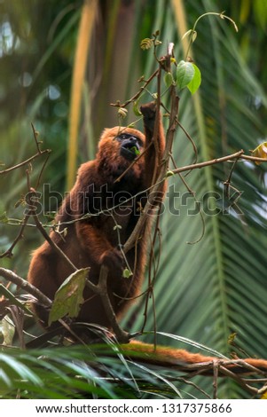Howler monkey photographed  in Santa Maria de Jetiba, Espirito Santo - Southeast of Brazil. Atlantic Forest Biome. Picture made in 2016.