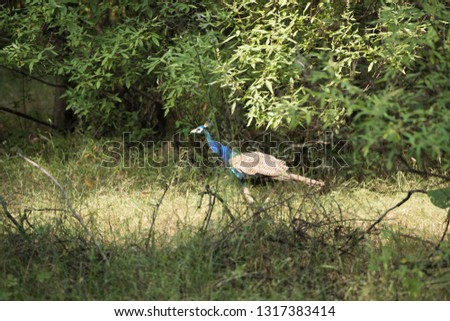 Peacocks in forest, India.
