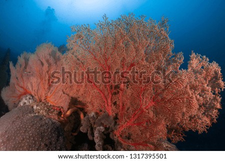 Underwater photography of colourful soft coral, many fishes and seafan at Andaman sea, Thailand. 