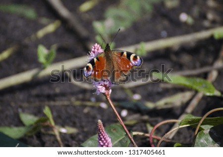 butterfly on leaf
