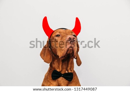 Hungarian vizsla dog in a devil costume with horns on a light gray background