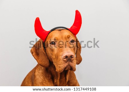 Hungarian vizsla dog in a devil costume with horns on a light gray background