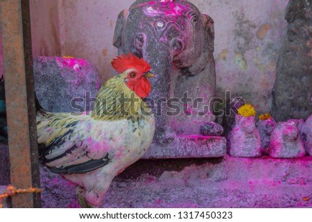Picture of a Chicken dedicated to god and used for the gods rituals