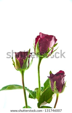 Red rose so beautiful on isolation background