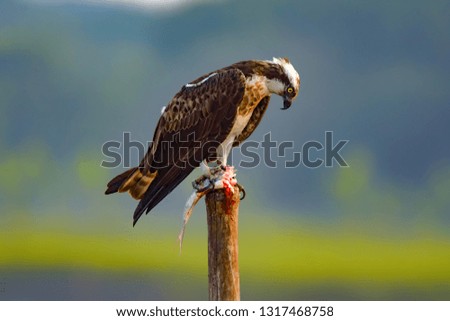 osprey bird pictures