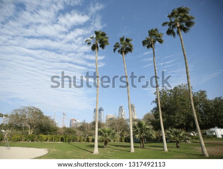 Tall palm trees in a park in Dubai