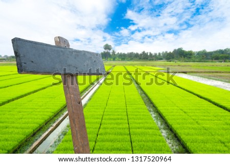 Wooden Sign on rice field