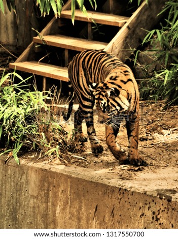 A picture of a Tiger