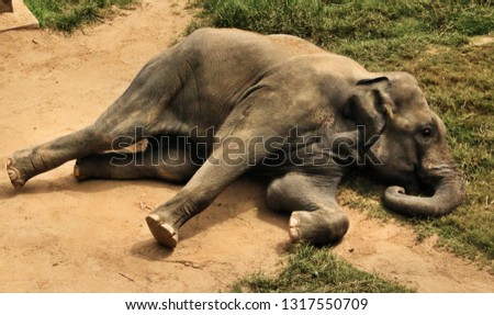 A picture of an Elephant lying down