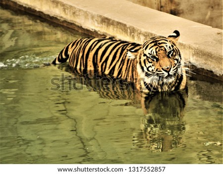 A picture of a Tiger in the water