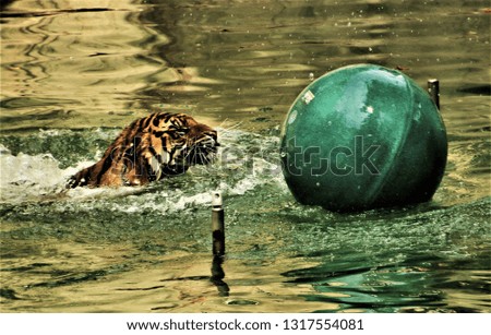 A picture of a Tiger in the water