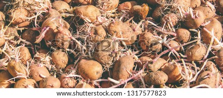 planting potatoes. garden. selective focus Organic food nature