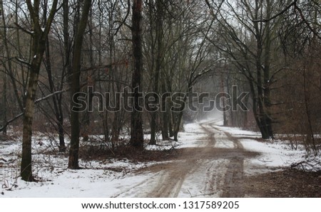 winter landscape in the forest under the snow