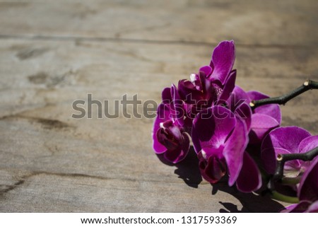 Dark Pink orchid on a wooden background