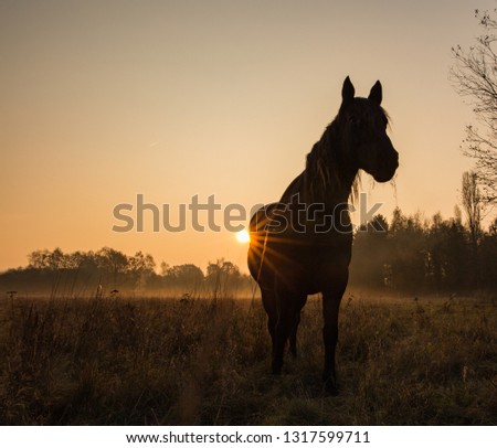 Morning soft back light and horses grazing in the sunlight. Romantic scene and picturesque picture.