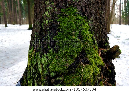 Closeup of young green moss on a tree in late winter early spring.