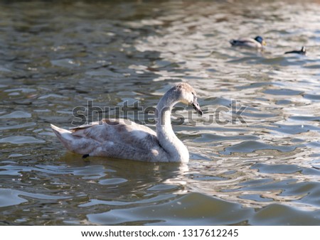 Beautiful snow-white Swan floating on the river, white-gray Swan, waterfowl, ducks on the water