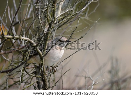 Northern mockingbird. Hammonasset Beach State Park