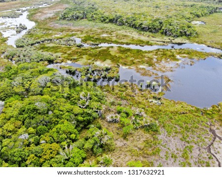 Aerial view of tropical rain forest, jungle in Brazil. Wetland forest with river, lush ferns and palms trees. Praia do Forte, Brazil
